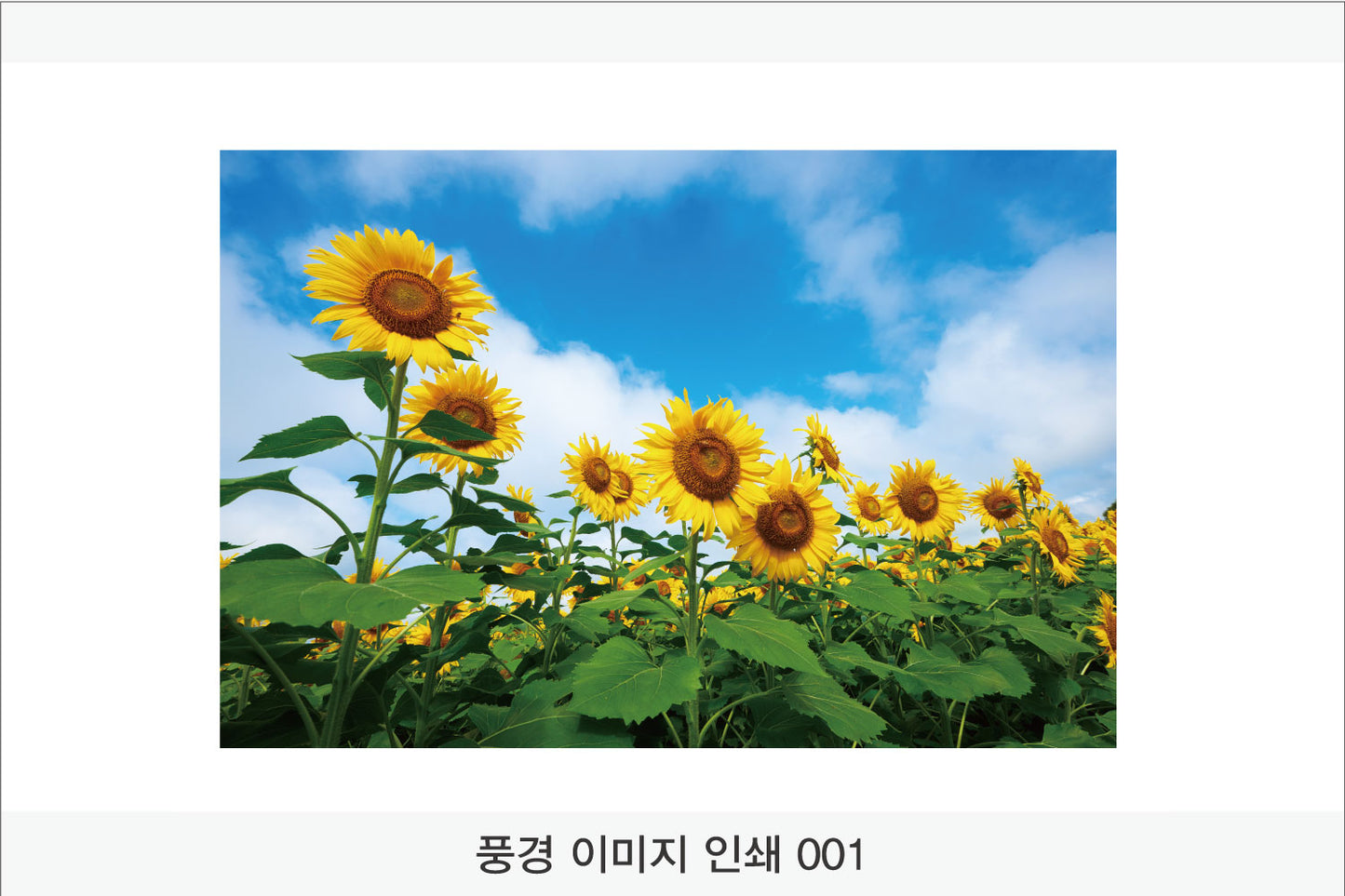 풍경이미지 인쇄(Aluminum Panel)가로형
